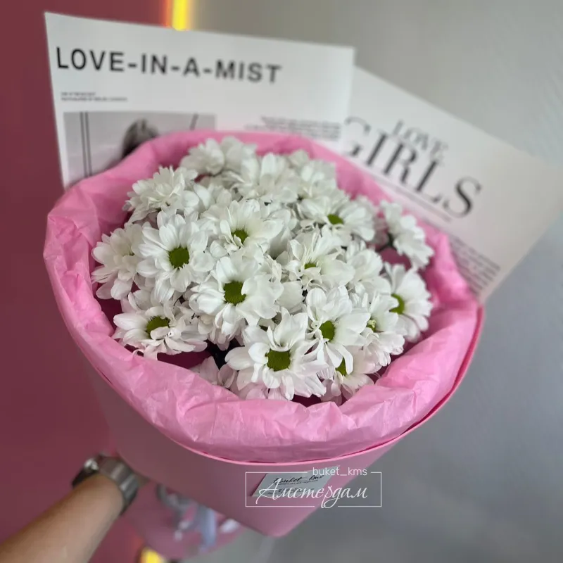 Ромашка хризантема нежность 