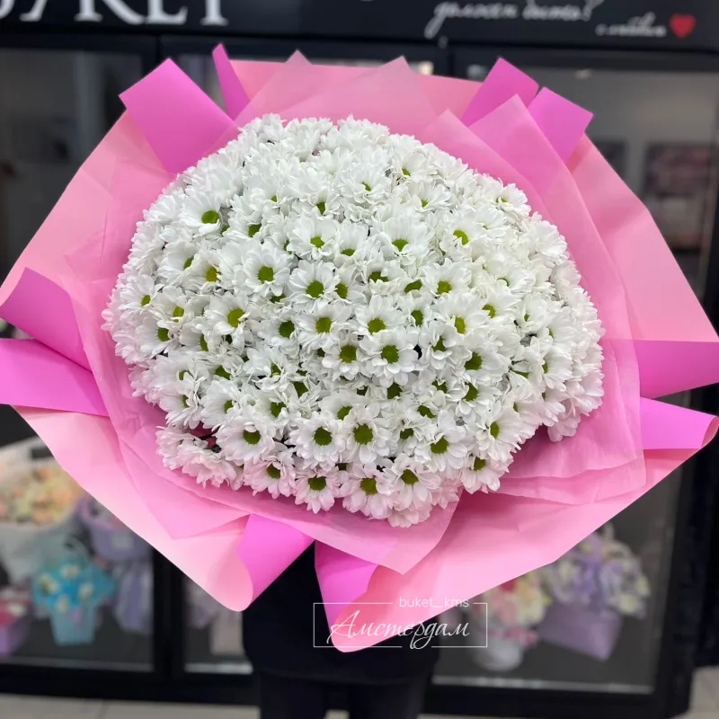 Гигант с хризантемы ромашки 