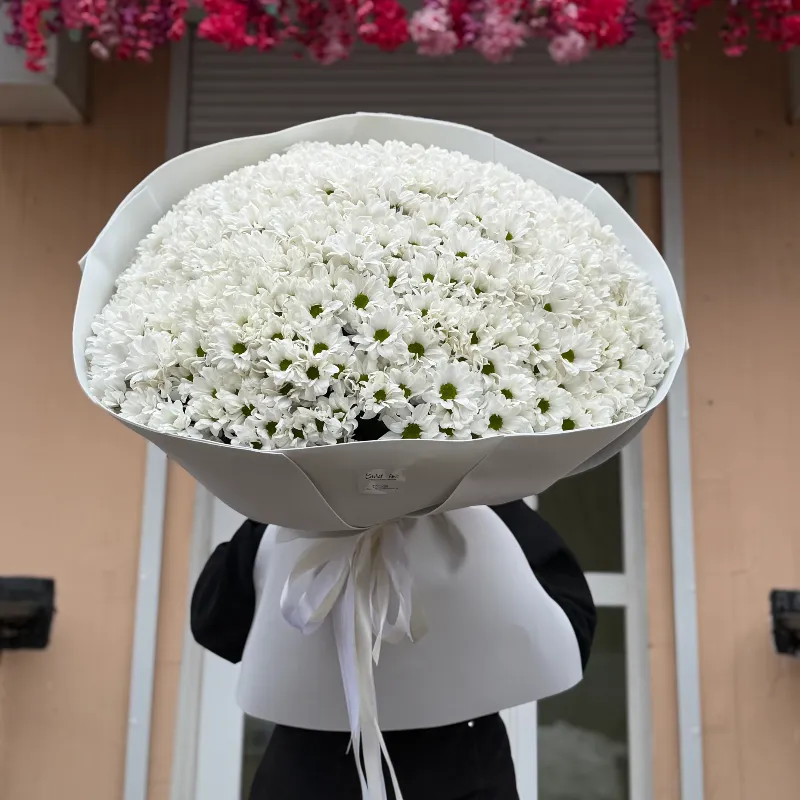 101 ромашка хризантемы 